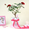 Gift Love-struck Rose plant with platter vase