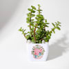 Love You - Jade Plant With Planter Online
