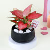 Gift Lovely Aglaonema with Black Planter