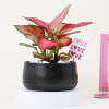 Buy Lovely Aglaonema with Black Planter