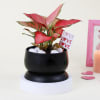 Shop Lovely Aglaonema with Black Planter