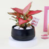 Lovely Aglaonema with Black Planter Online