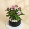 Gift Lovely Pink Pentas Plant With Black Planter