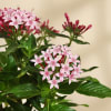 Shop Lovely Pink Pentas Plant With Black Planter