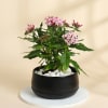 Lovely Pink Pentas Plant With Black Planter Online