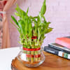 Gift Lucky Bamboo In Mini Bowl Glass Vase