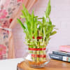 Lucky Bamboo In Mini Bowl Glass Vase Online
