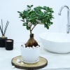 Gift Microcarpa Bonsai With White Planter And Plate