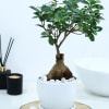 Buy Microcarpa Bonsai With White Planter And Plate