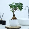 Microcarpa Bonsai With White Planter And Plate Online