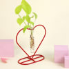 Gift Money Plant Grows on Heart Shaped Frame