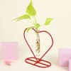 Buy Money Plant Grows on Heart Shaped Frame