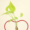 Shop Money Plant Grows on Heart Shaped Frame