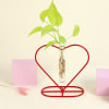 Money Plant Grows on Heart Shaped Frame Online