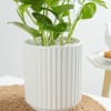 Gift Money Plant In A Sleek White Planter