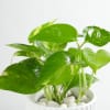 Buy Money Plant In A Sleek White Planter