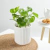 Money Plant In A Sleek White Planter Online