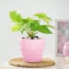 Gift Money Plant In Concrete Heart Planter