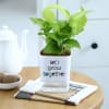Buy Money Plant With Self-Watering Planter