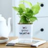 Money Plant With Self-Watering Planter Online