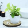 Gift Money Plant With White Planter And Plate