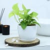 Buy Money Plant With White Planter And Plate