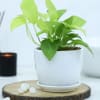 Money Plant With White Planter And Plate Online