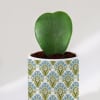 Gift Nature's Artistry - Hoya Heart Plant With Pot