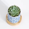 Shop Nature's Treasure - Echeveria Succulent With Pot