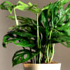 Buy One With Nature Philodendron Broken Heart