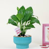 Gift Peace Lilly Love With Planter