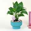 Peace Lilly Love With Planter Online