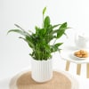 Gift Peace Lily In A Minimalist White Planter