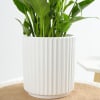 Buy Peace Lily In A Minimalist White Planter