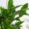 Shop Peace Lily In A Minimalist White Planter