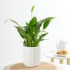 Peace Lily In A Minimalist White Planter Online