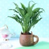 Peace Lily Plant in Cat-Mug Shape Ceramic Planter Online