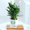 Gift Peacelily Plant With Self-Watering Planter