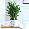 Buy Peacelily Plant With Self-Watering Planter