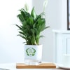 Peacelily Plant With Self-Watering Planter Online