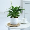 Gift Peacelily Plant With White Planter And Plate
