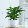 Buy Peacelily Plant With White Planter And Plate