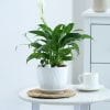 Peacelily Plant With White Planter And Plate Online