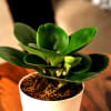 Buy Peperomia Green Plant