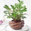 Gift Peperomia Plant with Hand Designer Ceramic Planter