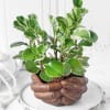 Buy Peperomia Plant with Hand Designer Ceramic Planter