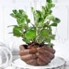 Peperomia Plant with Hand Designer Ceramic Planter Online