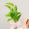 Buy Personalized Love You Mumma Photo Stand With Money Plant