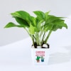 Shop Personalized Lucky To Have You Frame And Money Plant Combo