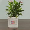 Buy Planter Set With Logo And Message Customisation